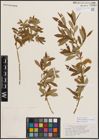 Foto von Salix eriocephala var. watsonii (Bebb) Dorn